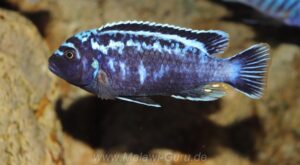 Metriaclima sp. 'msobo' Magunga